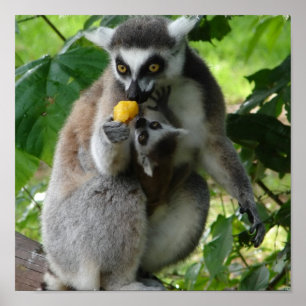 Lemurの写真のプリント ポスター
