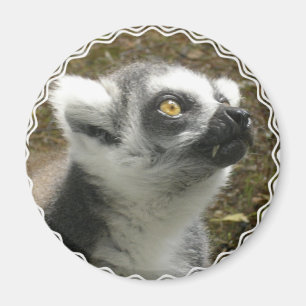 Lemurの写真の磁石 マグネット