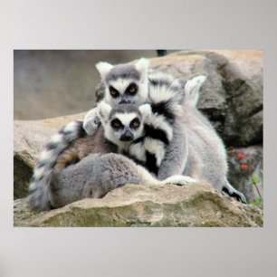 Lemurの抱擁 ポスター
