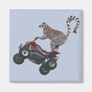 Lemurの磁石の跳躍 マグネット