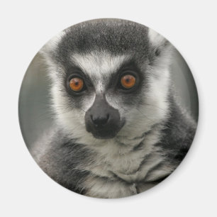 Lemurの顔の磁石 マグネット