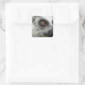 Lemur写真 スクエアシール (バッグ)