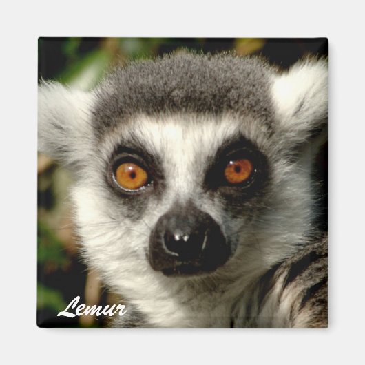 Lemur1マグネット マグネット (正面)