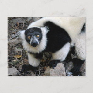 lemur4x6 ポストカード