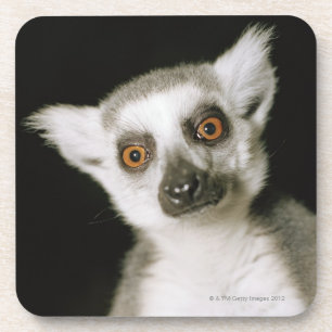 lemur. コースター