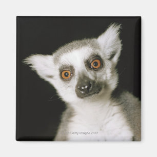 lemur. マグネット
