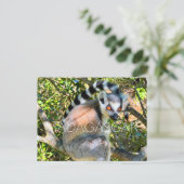 Lemur, Madagascar Travel Postcard ポストカード (スタンド正面)