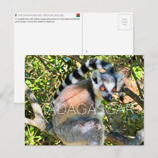 Lemur, Madagascar Travel Postcard ポストカード (正面/裏面)