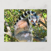 Lemur, Madagascar Travel Postcard ポストカード (正面)
