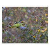 L'envol de la perruche フォトプリント (正面)