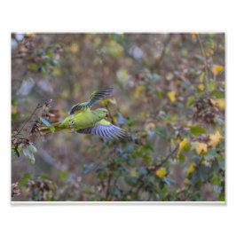 L'envol de la perruche フォトプリント           