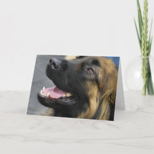 Leonbergerの挨拶状 カード
