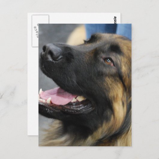 Leonbergerはがき ポストカード (正面/裏面)