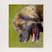 Leonberger Dog Breed Jigsaw. ジグソーパズル (縦)