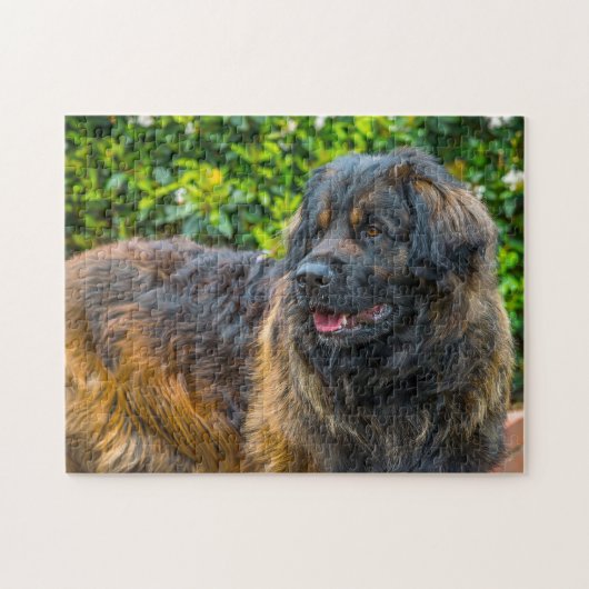 Leonberger Dog Breed Jigsaw. ジグソーパズル (横)