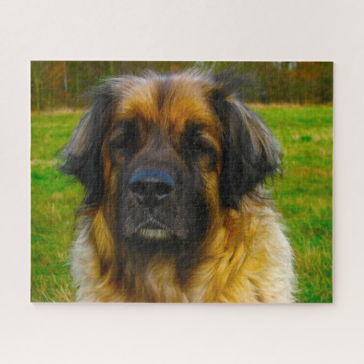 Leonberger Dog Breed Jigsaw. ジグソーパズル (横)