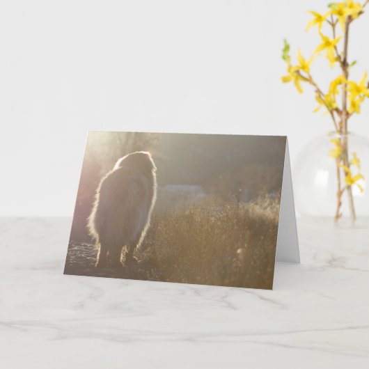 Leonberger Symapthyカード カード (黄色い花)