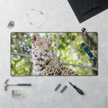 Leopardのクローズアップ顔写真