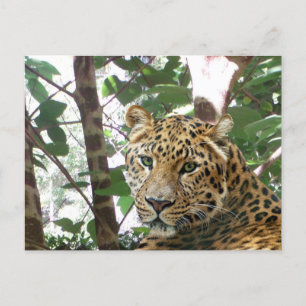 Leopardフォトポストカード ポストカード