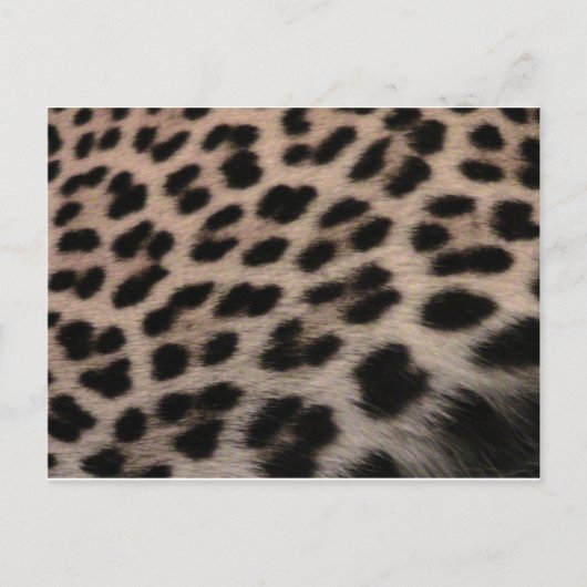 Leopard印刷の背景 ポストカード (正面)