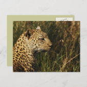 Leopard(アラートと座る)野生動物ポストカード ポストカード (正面/裏面)