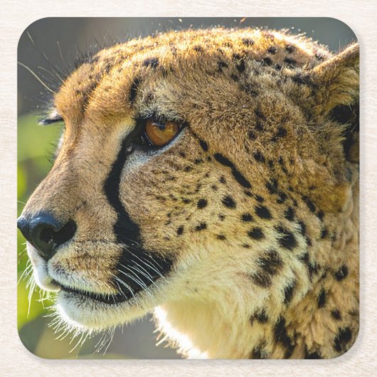 leopard スクエアペーパーコースター (正面)