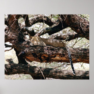 Leopard ポスター