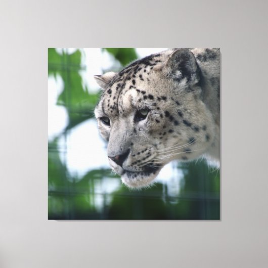 Leopard 003 キャンバスプリント (正面)