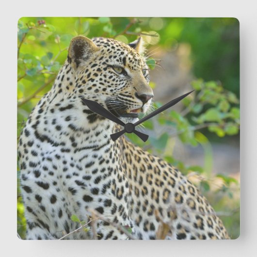 Leopard clock  スクエア壁時計 (正面)