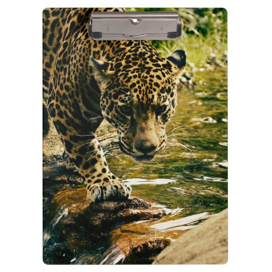 Leopard Crossing a Streamの写真 クリップボード (正面)