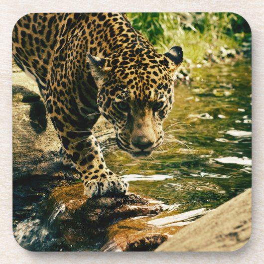 Leopard Crossing a Streamの写真 コースター (正面)