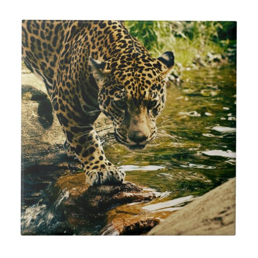 Leopard Crossing a Streamの写真 タイル (正面)