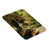 Leopard Crossing a Streamの写真 マグネット (右側)