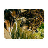 Leopard Crossing a Streamの写真 マグネット (横)