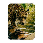Leopard Crossing a Streamの写真 マグネット (縦)