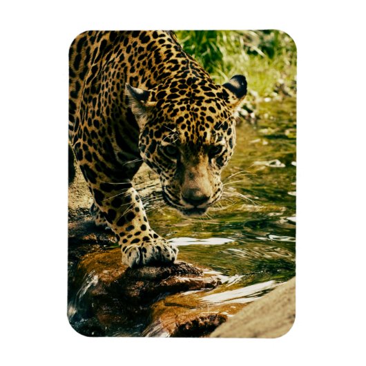 Leopard Crossing a Streamの写真 マグネット (縦)