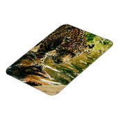 Leopard Crossing a Streamの写真 マグネット (左側)