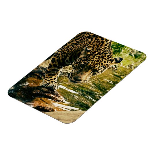 Leopard Crossing a Streamの写真 マグネット (左側)