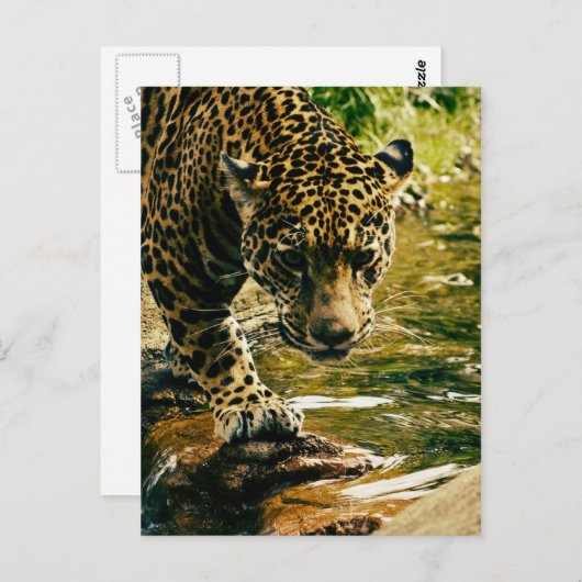 Leopard Crossing a Stream ポストカード (正面/裏面)