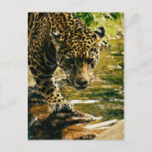 Leopard Crossing a Stream ポストカード (正面)