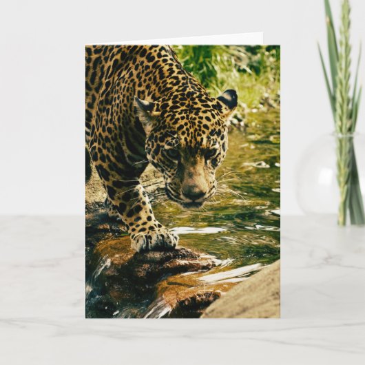 Leopard Crossing a Stream Photograph カード (正面)