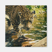 Leopard Crossing a Stream Photograph マグネット (正面)