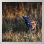 Leopard Cub Panthera Pardus (Leopard Cub Panthera ポスター (正面)