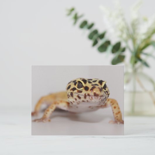 Leopard Geckoはがき ポストカード (スタンド正面)