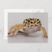 Leopard Geckoはがき ポストカード (正面/裏面)