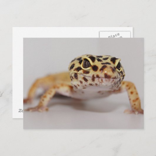 Leopard Geckoはがき ポストカード (正面/裏面)