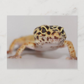 Leopard Geckoはがき ポストカード