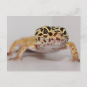 Leopard Geckoはがき ポストカード (正面)