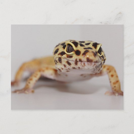 Leopard Geckoはがき ポストカード (正面)