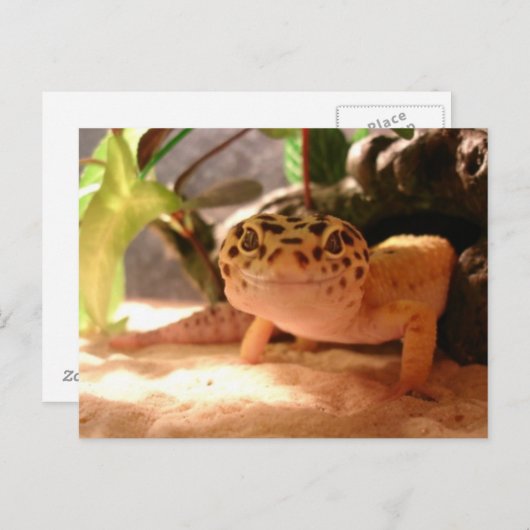 Leopard Geckoはがき ポストカード (正面/裏面)